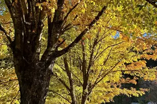 30 Grove Park, Waynesville, NC 28786 - Photo 25