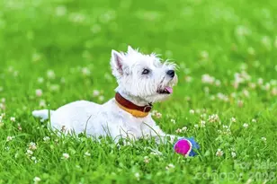 11009 Rococo Ln, Charlotte, NC 28214 - Photo 19