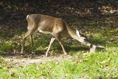592 Liberty Church Road, Marion, NC 28752 - Photo 7