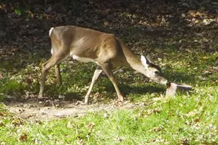 592 Liberty Church Rd, Marion, NC 28752 - Photo 7