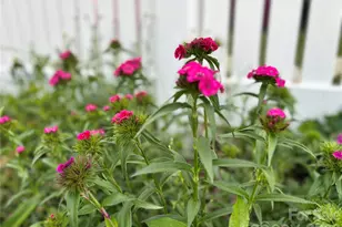 610 E Main St, Cherryville, NC 28021 - Photo 7