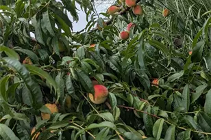 4308 Glenduran Ln, Waxhaw, NC 28173 - Photo 41