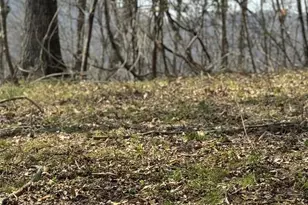 1820 Grapevine Rd, Marshall, NC 28753 - Photo 33