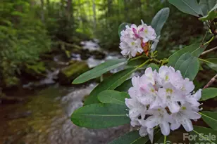 33 Robinson Creek Rd, Asheville, NC 28803 - Photo 41