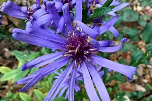 33 Robinson Creek Rd, Asheville, NC 28803 - Photo 35