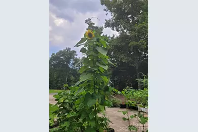 160 Winsome Forest Drive, Nebo, NC 28761 - Photo 29