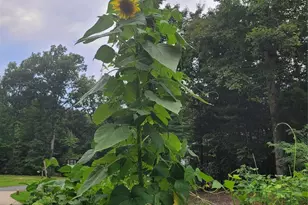 160 Winsome Forest Dr, Nebo, NC 28761 - Photo 29