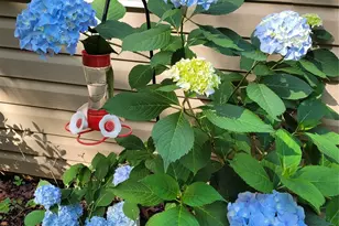 160 Winsome Forest Dr, Nebo, NC 28761 - Photo 31