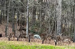 119 Balsam Cir, Troy, NC 27371 - Photo 43