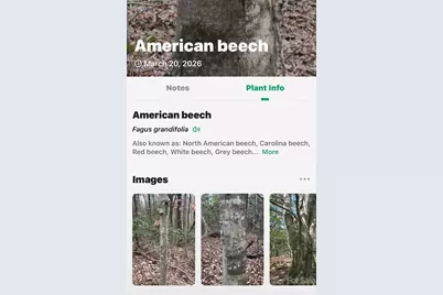 Tbd Red Bird Road, Spruce Pine, NC 28777 - Photo 17