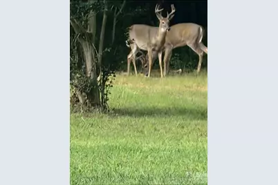 308 Frog Hollow Road, Rutherfordton, NC 28139 - Photo 25