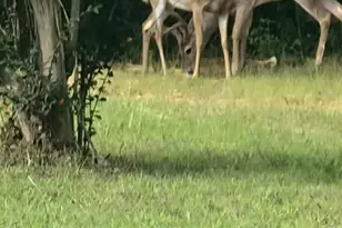 308 Frog Hollow Rd, Rutherfordton, NC 28139 - Photo 25