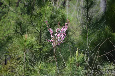 00 Bobby Faucette Road #4, Jonesville, SC 29353 - Photo 13