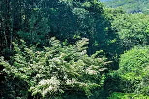 297 Ridge Rd, Waynesville, NC 28786 - Photo 45