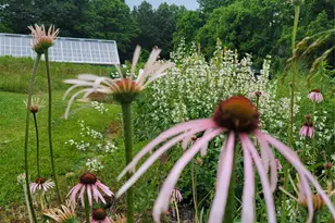 437 Onteora Blvd, Asheville, NC 28803 - Photo 29