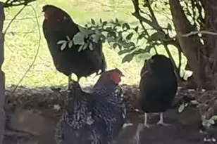 1307 Oakridge Farm Hwy, Mooresville, NC 28115 - Photo 39