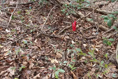 0 Vashti Road, Hiddenite, NC 28636 - Photo 31