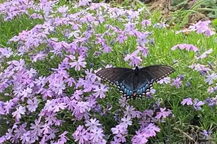 1022 Coweeta Gap Rd, Otto, NC 28763 - Photo 21