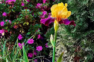 5006 Warbler Wy, Lake Wylie, SC 29710 - Photo 39