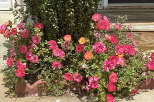 149 Alpine Ridge Dr, Asheville, NC 28803 - Photo 3