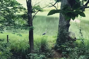 1359 Chestnut Grove Rd, Spruce Pine, NC 28777 - Photo 7