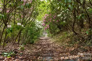 12 Bird Creek Estates Rd, Black Mountain, NC 28711 - Photo 37