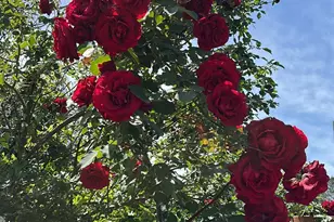 44134 Vickers Store Rd, Albemarle, NC 28001 - Photo 45