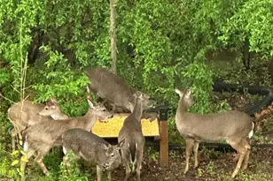 879 Ivy Trail Way, Fort Mill, SC 29715 - Photo 37