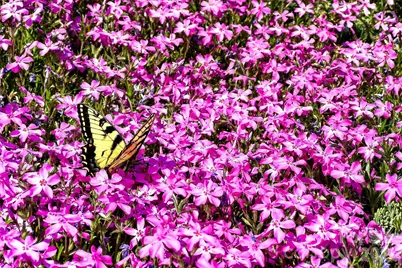 62 Skyline Drive, Old Fort, NC 28762 - Photo 41