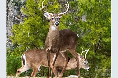 31 Cozy Cottage Way, Arden, NC 28704 - Photo 31