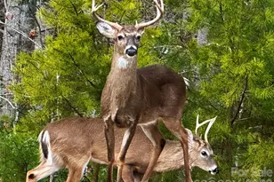 31 Cozy Cottage Wy, Arden, NC 28704 - Photo 31