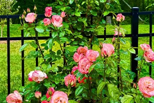 31 Cozy Cottage Wy, Arden, NC 28704 - Photo 33