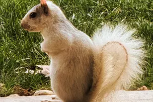 31 Cozy Cottage Wy, Arden, NC 28704 - Photo 35