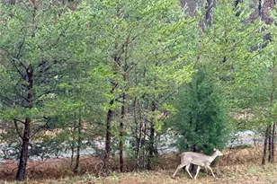 282 Calhoun Trail, Rutherfordton, NC 28139 - Photo 45