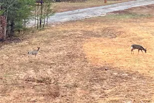 282 Calhoun Trail, Rutherfordton, NC 28139 - Photo 43