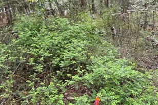 315 N River Rd, Sylva, NC 28779 - Photo 37