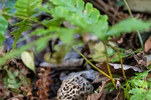 81 Edgemont Rd, Asheville, NC 28801 - Photo 47