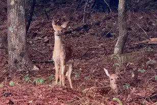 5106 Hanging Rock Ct, Hickory, NC 28601 - Photo 41