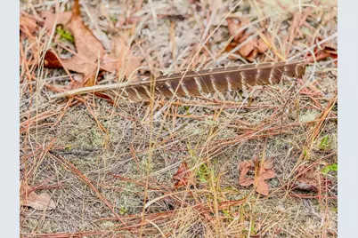 0 Lobelia Road, Vass, NC 28394 - Photo 43