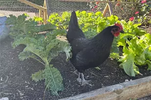 2200 Simmons St, Gastonia, NC 28052 - Photo 33