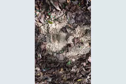 0 Hollis Road, Ellenboro, NC 28040 - Photo 19