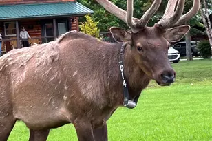 10 Onyx Ln, Maggie Valley, NC 28751 - Photo 21