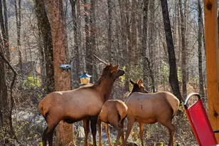 16 Standing Rock Rdg, Maggie Valley, NC 28751 - Photo 17