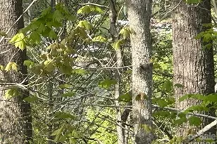 134 Mossy Rdg Rd, Cullowhee, NC 28723 - Photo 17