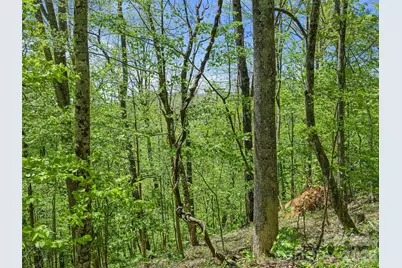 Tbd Holly Dale Drive, Spruce Pine, NC 28777 - Photo 15