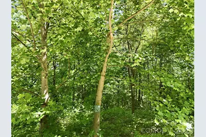 99999 Cliffledge Trail, Black Mountain, NC 28711 - Photo 11