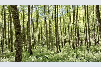 0000 Cold Mountain Road, Highlands, NC 28741 - Photo 29