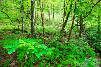 4 White Birch Court #422, Black Mountain, NC 28711 - Photo 19