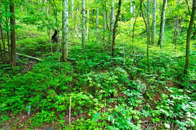 4 White Birch Court #422, Black Mountain, NC 28711 - Photo 21
