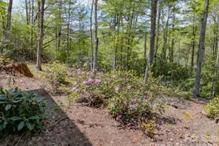 1971 Swiss Pine Lake Dr, Spruce Pine, NC 28777 - Photo 39
